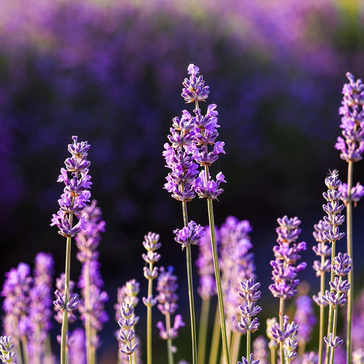Jabón de Lavanda