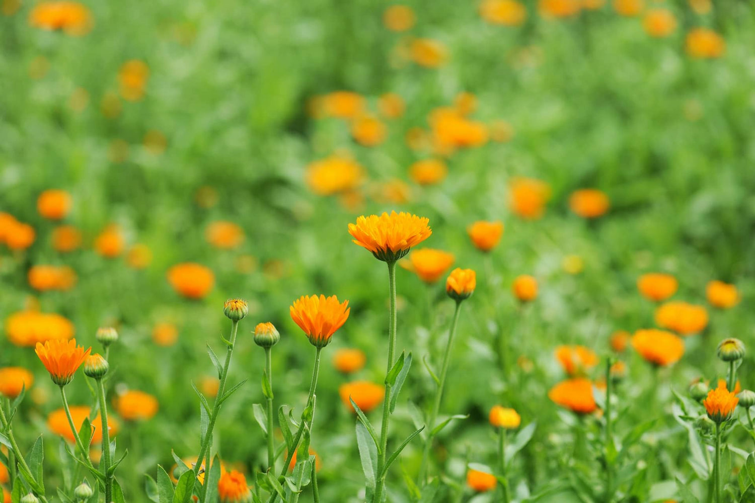 De la granja a la piel: Descubre la belleza de los ingredientes naturales
